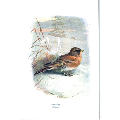 Brambling Bird 1903 Original Color Engraving Plate Print AD8-B8