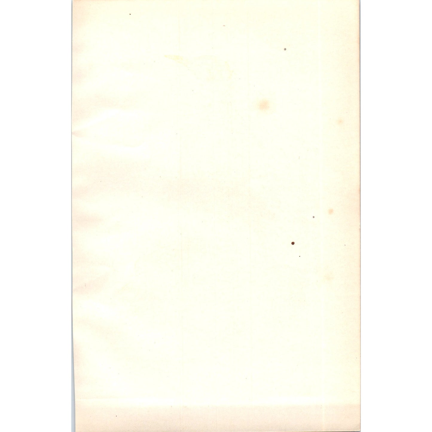 Guillemot Bird 1903 Original Color Engraving Plate Print AD8-B1