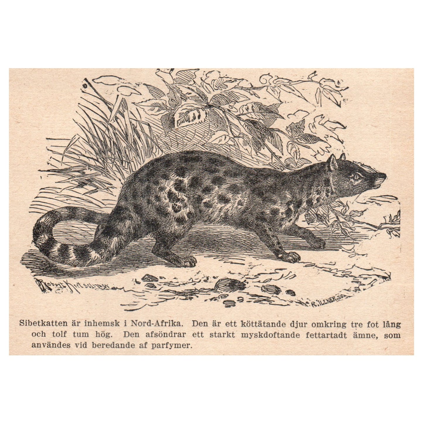 North African civet cat Civette 1909 Swedish Engraving Print AF5-15