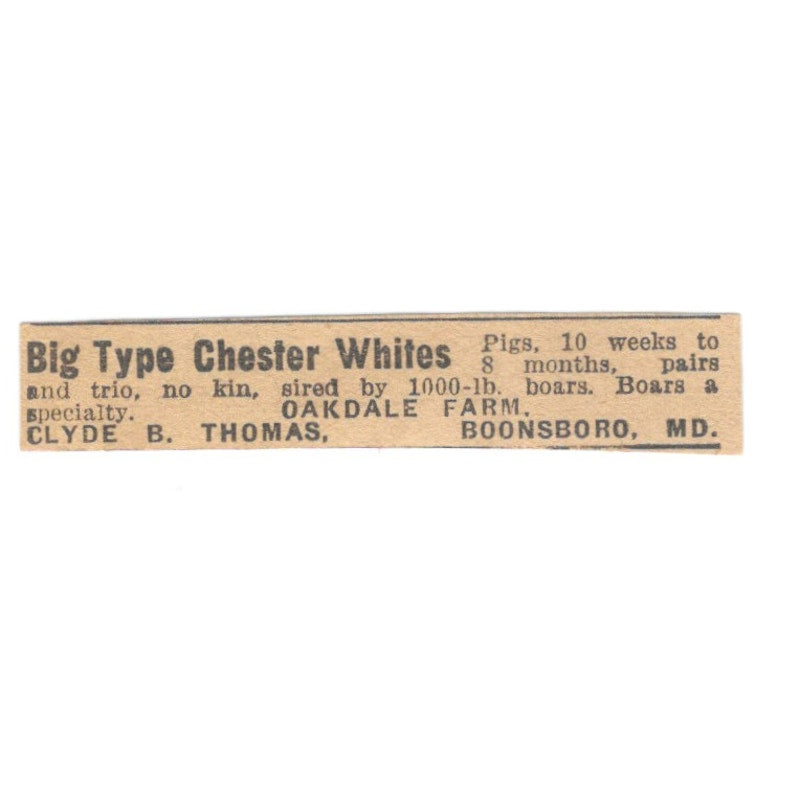 Clyde B. Thomas Oakdale Farm Chester Whites Boonsboro MD 1922 Magazine Ad AF2-T2