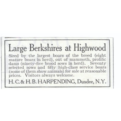 Large Berkshires at Highwood H.C. & H.B. Harpending Dundee NY 1913 Ad AE7-N8