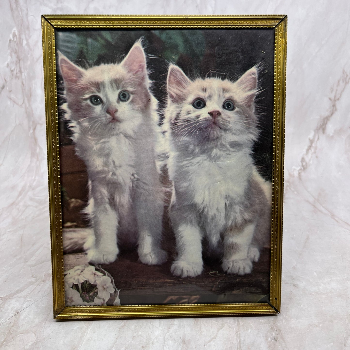 Vintage Kitschy Framed Picture of 2 White Kittens Cats 7x9" Ti5