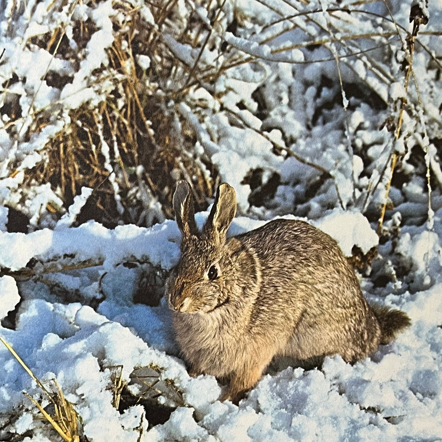 Cottontail Snow Bunny Rabbit Kitsch 8x11 Vintage Print V2