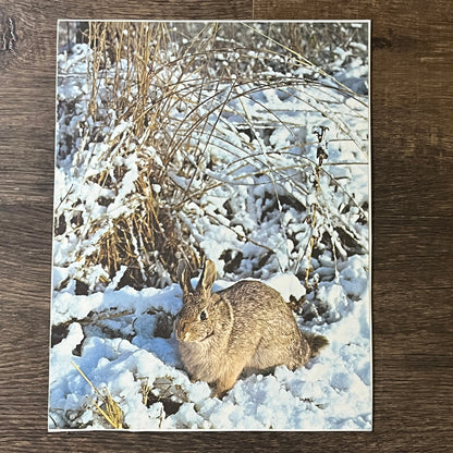 Cottontail Snow Bunny Rabbit Kitsch 8x11 Vintage Print V2