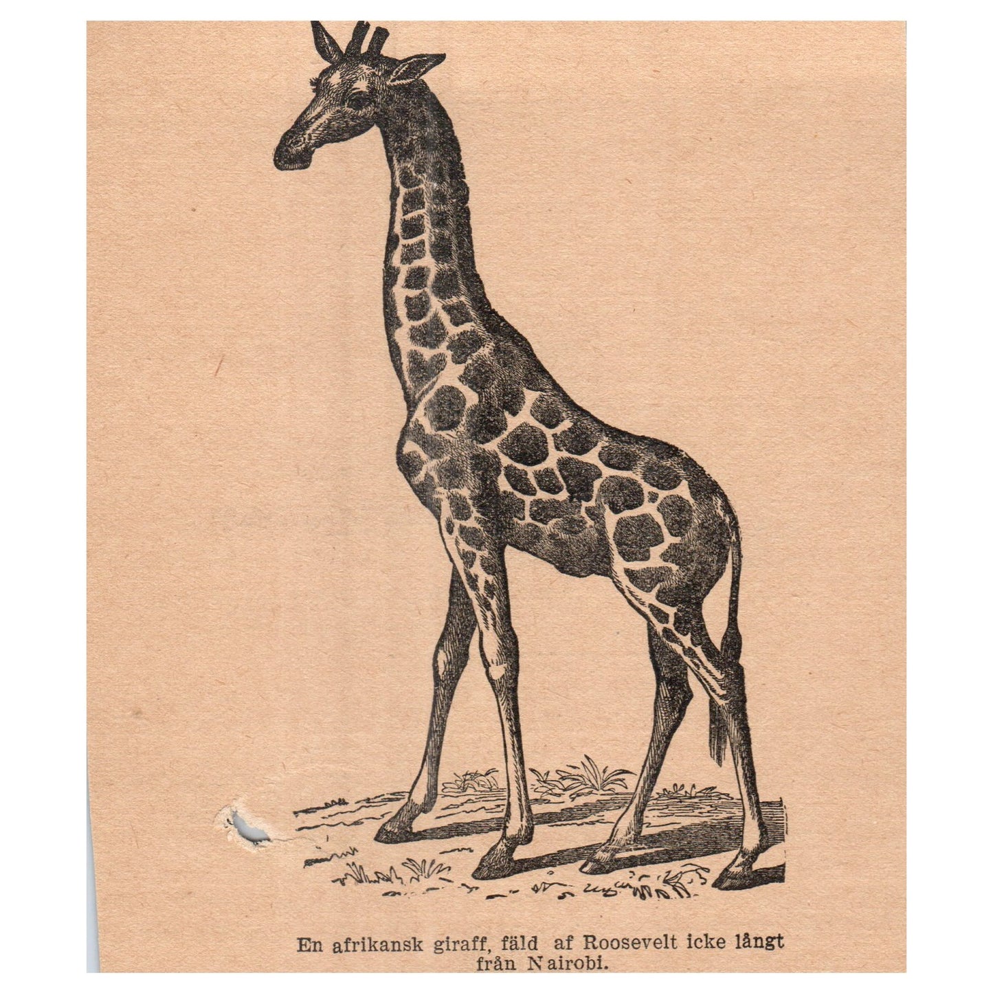 African giraffe, captured by Roosevelt Nairobi 1909 Swedish Engraving AF5-15