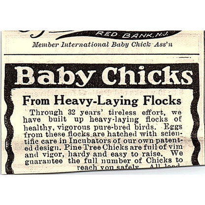 Columbia Poultry Farm Pullets Toms River NJ 1924 Ad AG3-S17