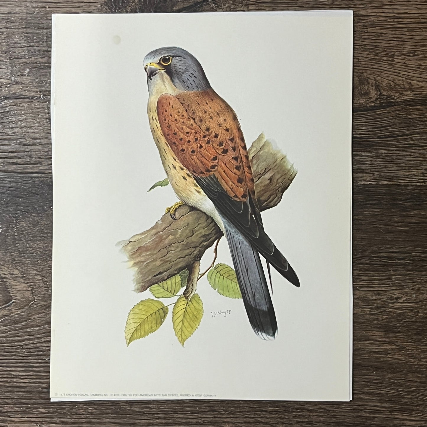 1971 Common Kestrel R.A. Vowles Kronen-Verlag W. Germany 7x9 Art Print V2