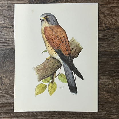 1971 Common Kestrel R.A. Vowles Kronen-Verlag W. Germany 7x9 Art Print V2