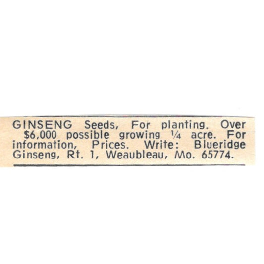 Blueridge Ginseng Weaubleau Missouri 1977 Ad AF6-S8