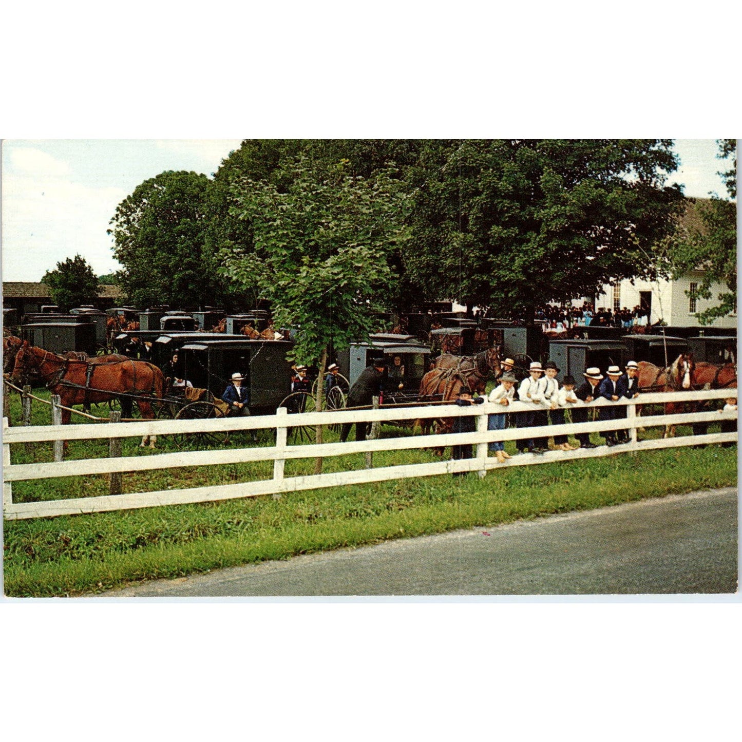 Mennonite Church Yard w/ Buggies Pennsylvania Dutch Country Vintage Postcard PD5