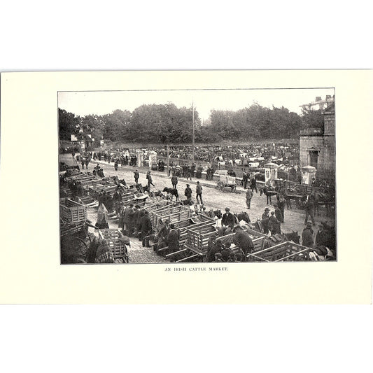 c1920 View of an Irish Cattle Market Vintage Art Print 5x8" V17