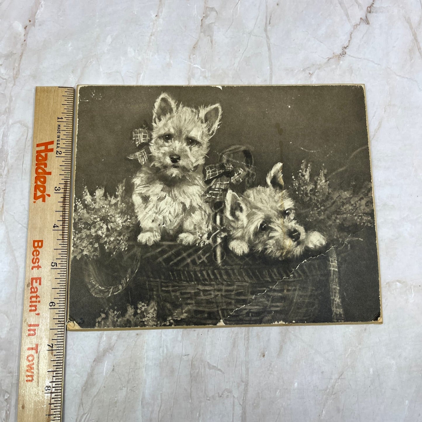 Antique Raphael Tuck Print Heather Bells Scottish Terriers 8x6.5" TI9-P4