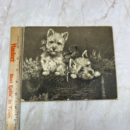 Antique Raphael Tuck Print Heather Bells Scottish Terriers 8x6.5" TI9-P4