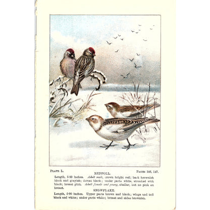 Redpoll & Snowflake Birds 1901 Original Engraving Plate AF3-11