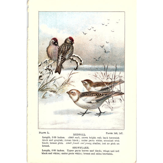 Redpoll & Snowflake Birds 1901 Original Engraving Plate AF3-11