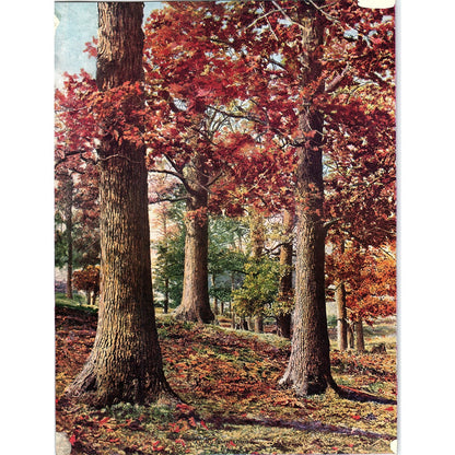 Retro Kitsch An Autumn Song Fall Scene Photo Print 7x10 V4