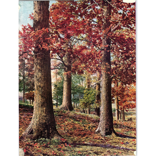 Retro Kitsch An Autumn Song Fall Scene Photo Print 7x10 V4