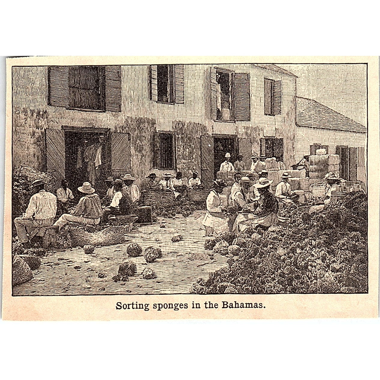 Sorting Sponges in the Bahamas 3x4" 1901 Engraving AF6-M13