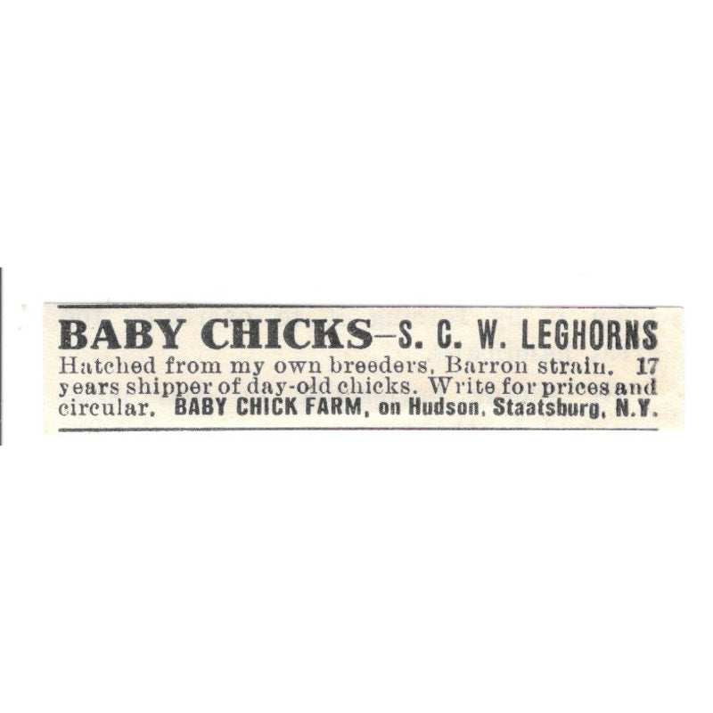 Baby Chick Farm on Hudson Staatsburg NY 1924 Ad AG3-S6