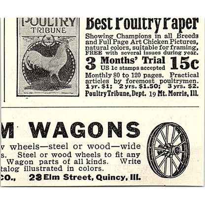 C.W. Phelps & Son Famous Golden Queen Bees Binghamton NY 1926 Ad AG3-S23