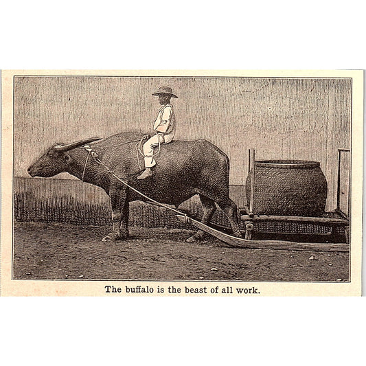 The Buffalo is the Beast of All Work 3x4" 1901 Engraving AF6-M10