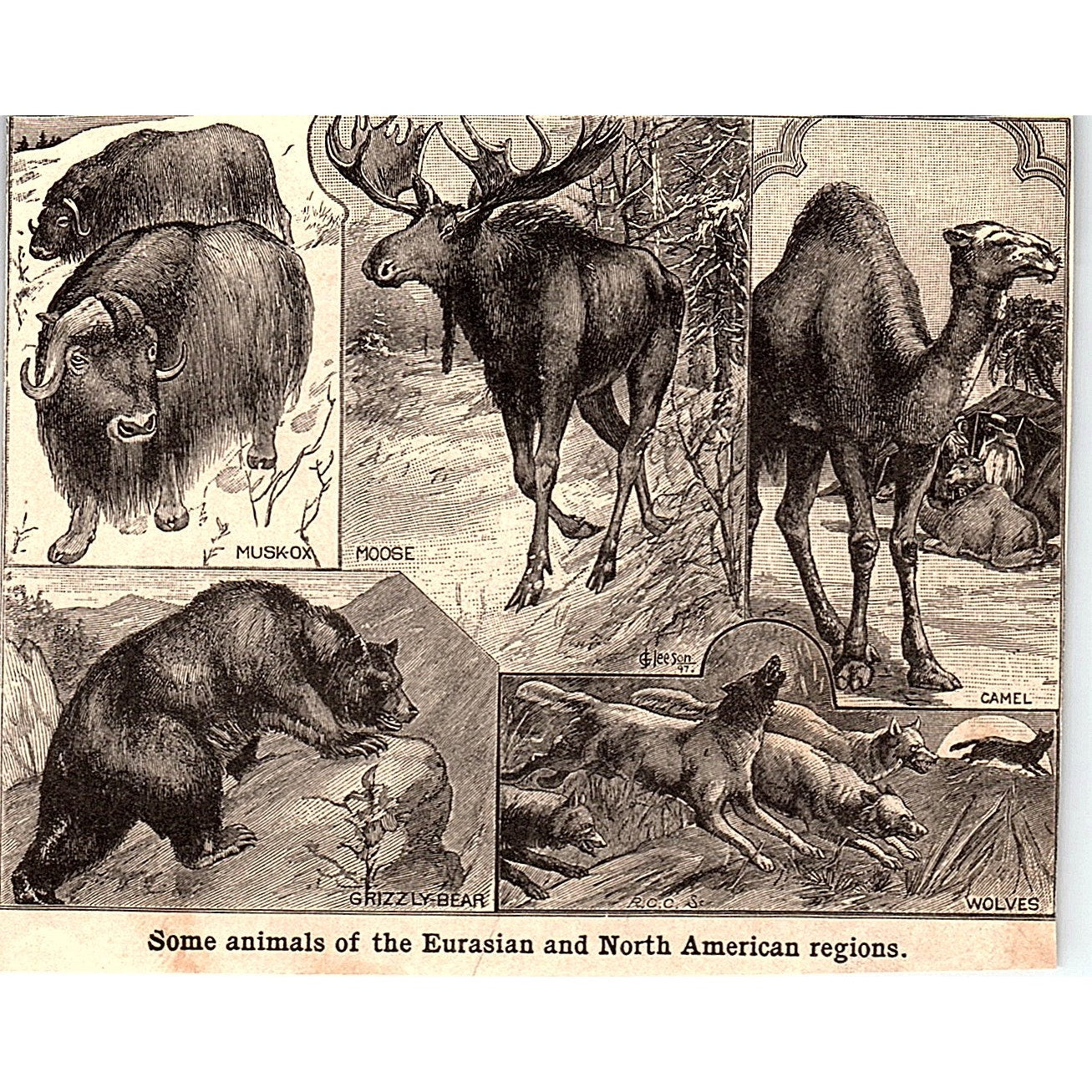 Animals of Eurasia & North America Wolves Moose Camel 3x4 1901 Engraving AF6-M15