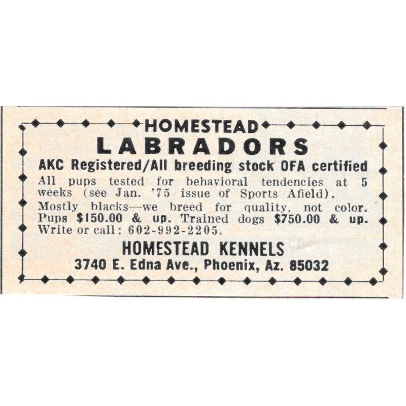 Homestead Kennels Labradors Phoenix AZ 1977 Ad AF6-S4