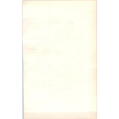 Biskin (Pair) Bird 1903 Original Color Engraving Plate Print AD8-B3