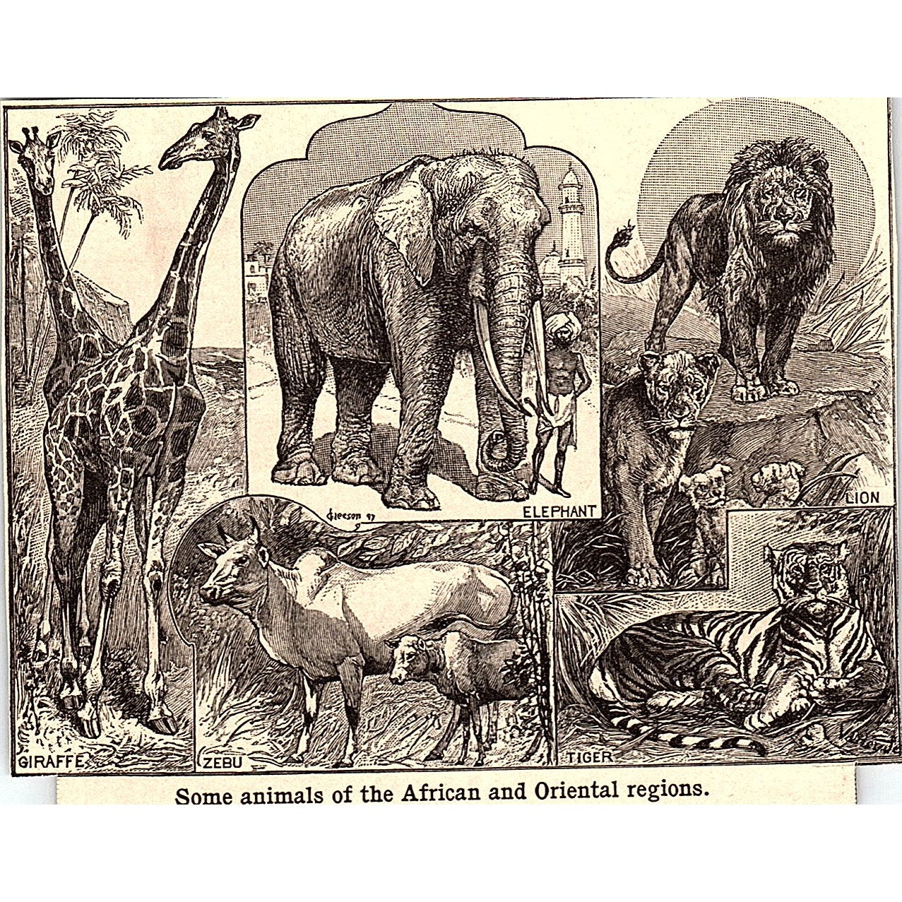 Animals of Africa, Oriental Region Tiger Giraffe Lion 3x4 1901 Engraving AF6-M15