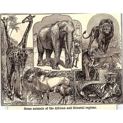 Animals of Africa, Oriental Region Tiger Giraffe Lion 3x4 1901 Engraving AF6-M15