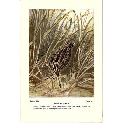 Wilson's Snipe Bird 1901 Original Color Engraving Plate AF3-12