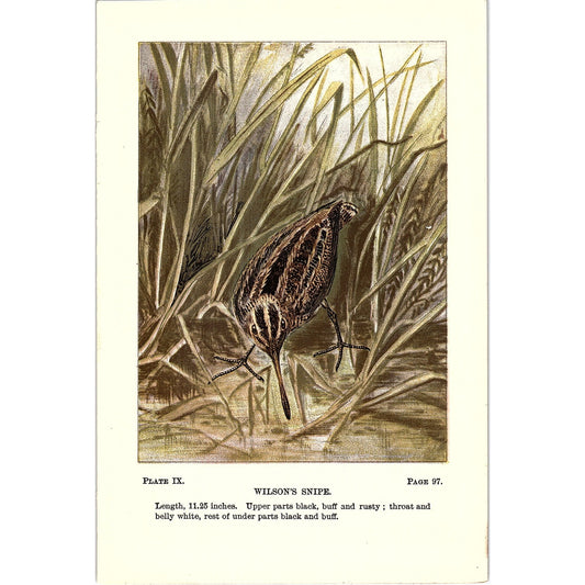Wilson's Snipe Bird 1901 Original Color Engraving Plate AF3-12