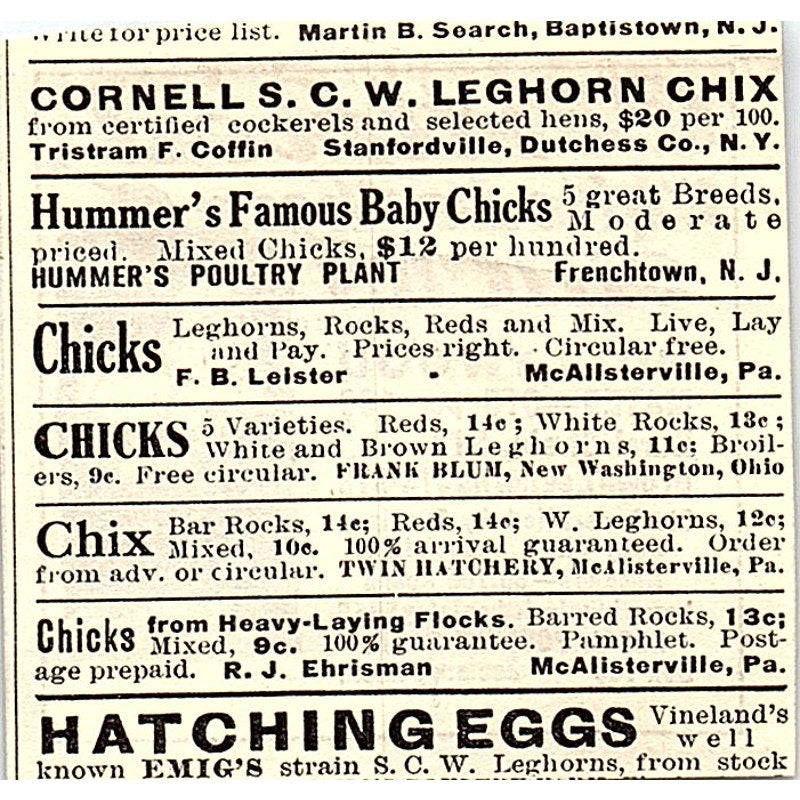 Rural Poultry Farm White Leghorn Chicks Zeeland Michigan 1924 Ad AG3-S17