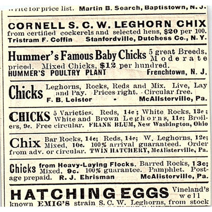 Rural Poultry Farm White Leghorn Chicks Zeeland Michigan 1924 Ad AG3-S17