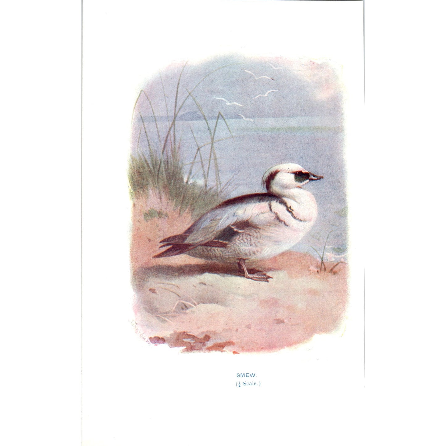 Smew Bird 1903 Original Color Engraving Plate Print AD8-B2