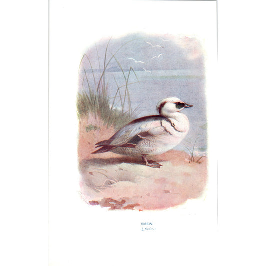 Smew Bird 1903 Original Color Engraving Plate Print AD8-B2