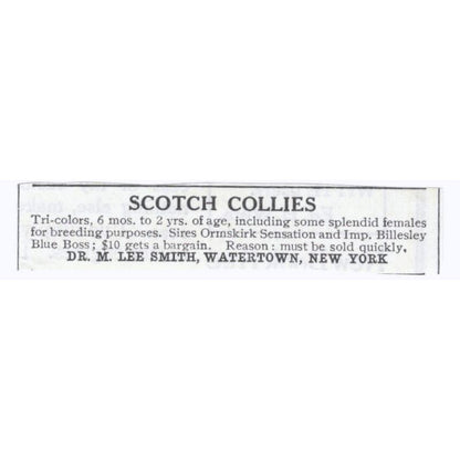 Scotch Collies M. Lee Smith Watertown NY 1913 Magazine Advertisement AE7-N8