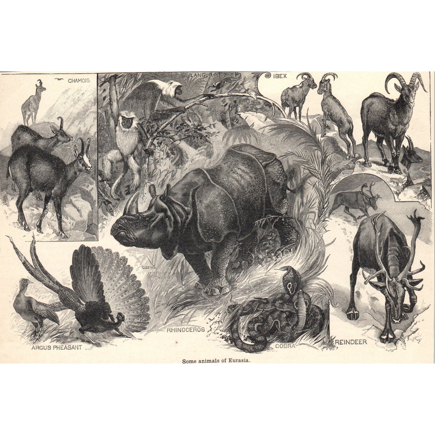 Animals of Eurasia Rhino Chamois Ibex Cobra Langur 1901 Engraving AF2-A6