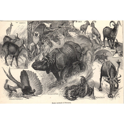 Animals of Eurasia Rhino Chamois Ibex Cobra Langur 1901 Engraving AF2-A6