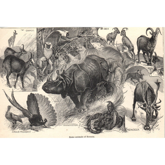 Animals of Eurasia Rhino Chamois Ibex Cobra Langur 1901 Engraving AF2-A6