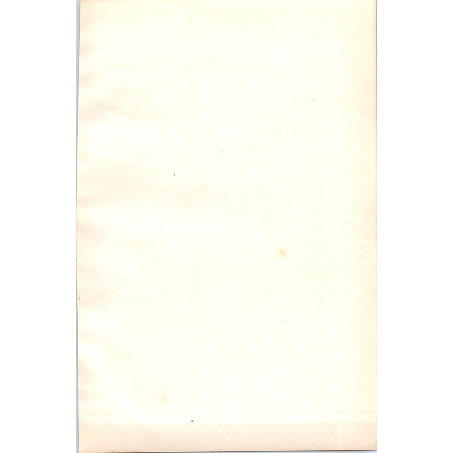 Gannet Bird 1903 Original Color Engraving Plate Print AD8-B2