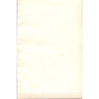 Gannet Bird 1903 Original Color Engraving Plate Print AD8-B2