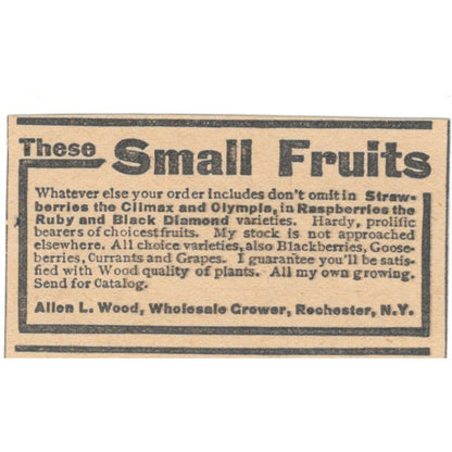 Allen L. Wood Grower Small Fruits Rochester NY 1905 Magazine Ad AF1-NES3