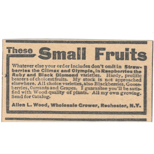 Allen L. Wood Grower Small Fruits Rochester NY 1905 Magazine Ad AF1-NES3