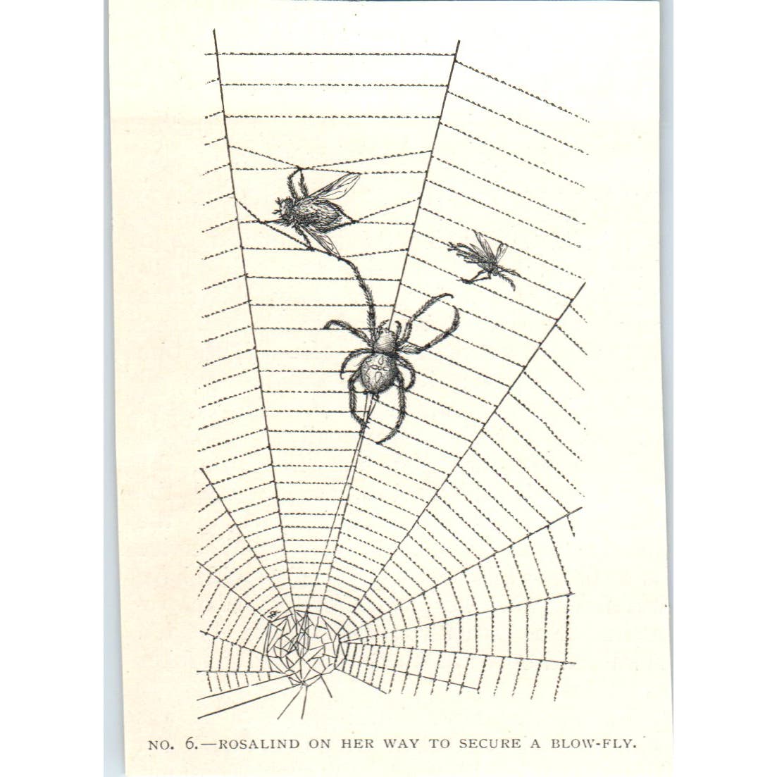 Rosalind Spider Securing Blow Fly in Web 1897 Victorian Illustration AE9-TS8