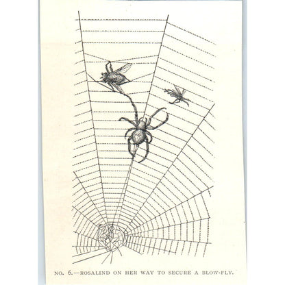 Rosalind Spider Securing Blow Fly in Web 1897 Victorian Illustration AE9-TS8