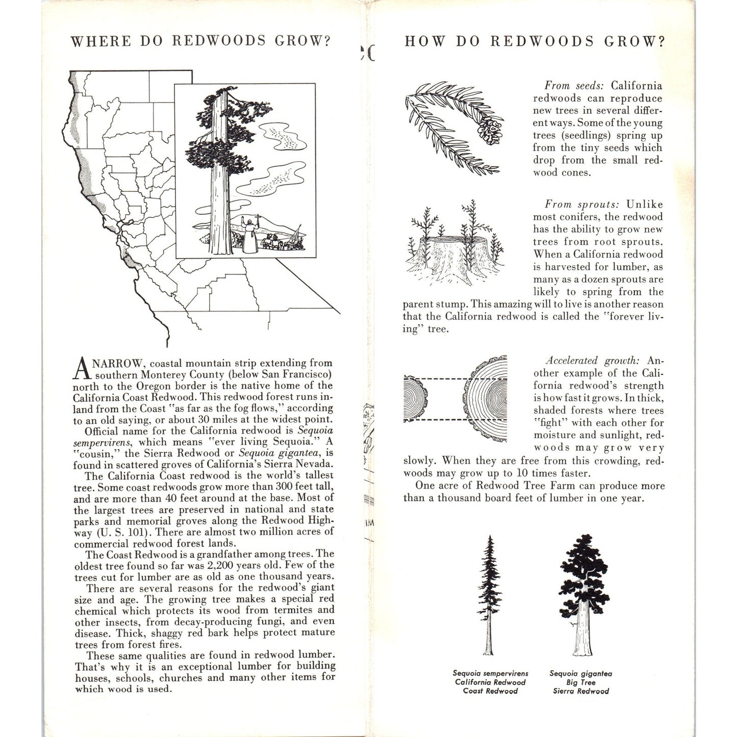 1960 The Story of the Redwood Lumber Industry California Travel Brochure TH9-CB