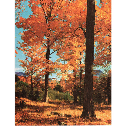 Retro Kitsch Autumn Fall Forest Scene Vintage Art Print 8.5x11 V5