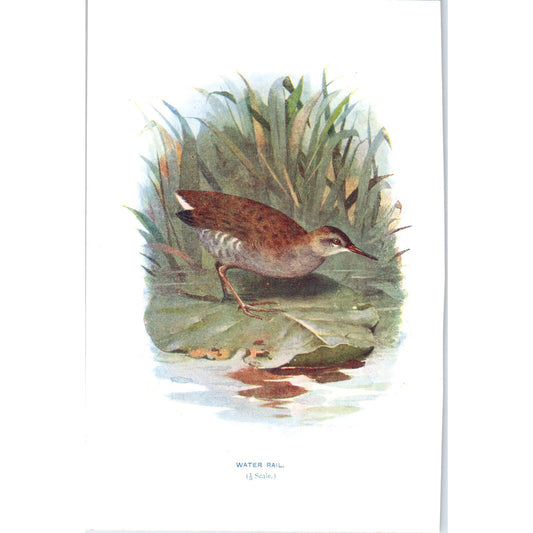 Water Rail Bird 1903 Original Color Engraving Plate Print AD8-B6
