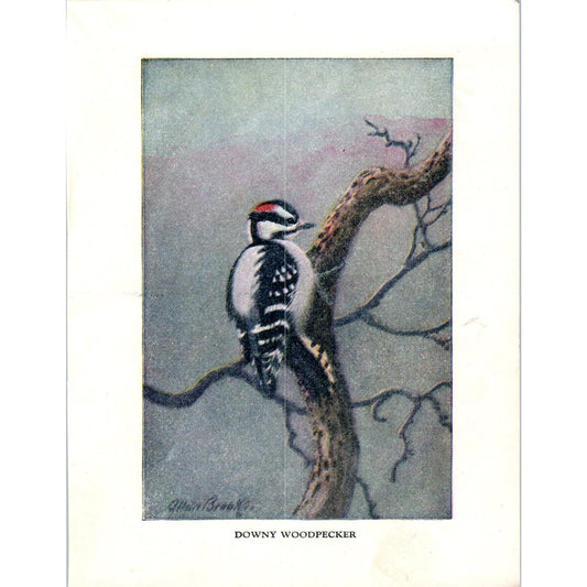 Downy Woodpecker 4.5x.6.25" Allan Brooks 1934 Bird Book Painting Print AF1-BB